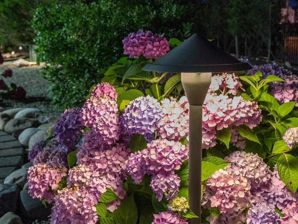 A Coastal Source path light among pink hydrangeas